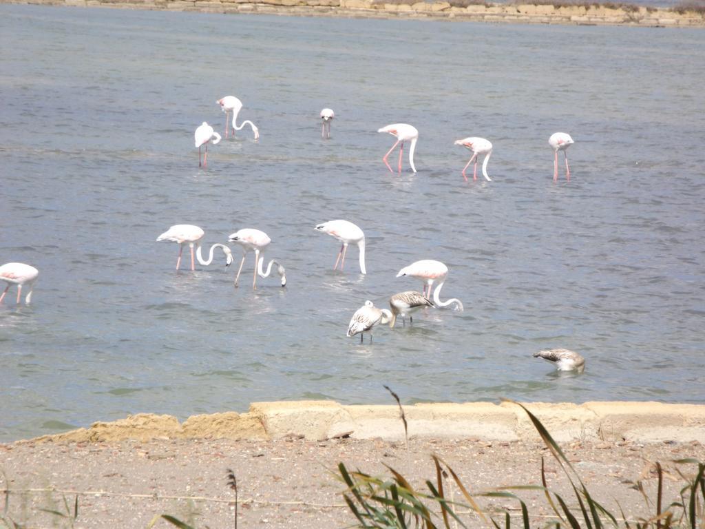 Case Vacanza Torre Lupa Marsala Værelse billede